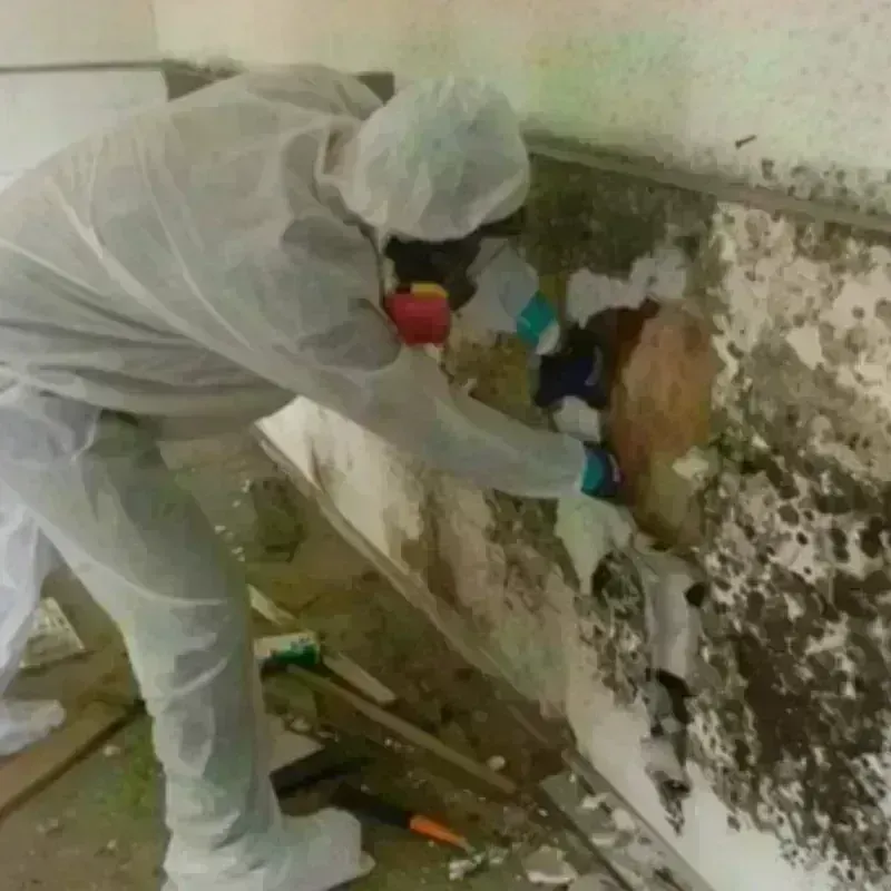 Mold Remediation and Removal in Moorpark, CA